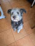 Nico para adoção Urgente