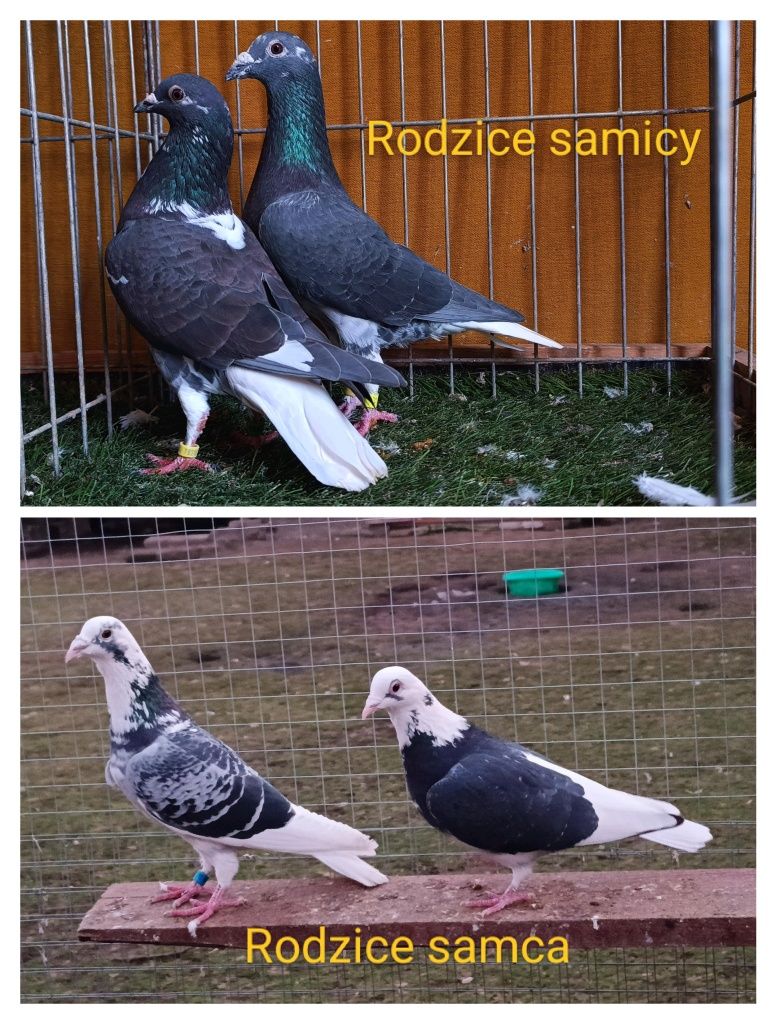 Gołębie pocztowe młode pstre. Para nr1 lot. Biały ogon