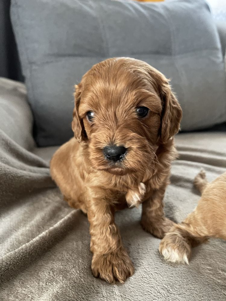 Cavapoo Samiec F1 badania