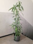 Bambus, Dracena Sandera