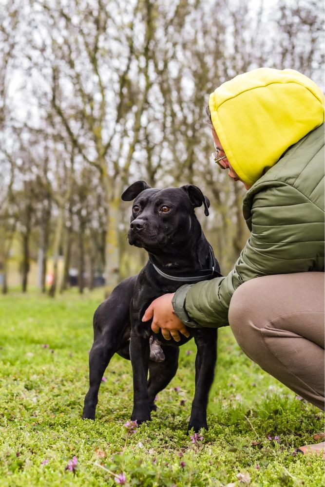 Scooby-pies w typie rasy czeka na stabilny i wyrozumialy dom-adopcja