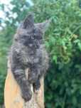gato maine coon com lop