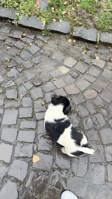 Песики манюні шукають дім