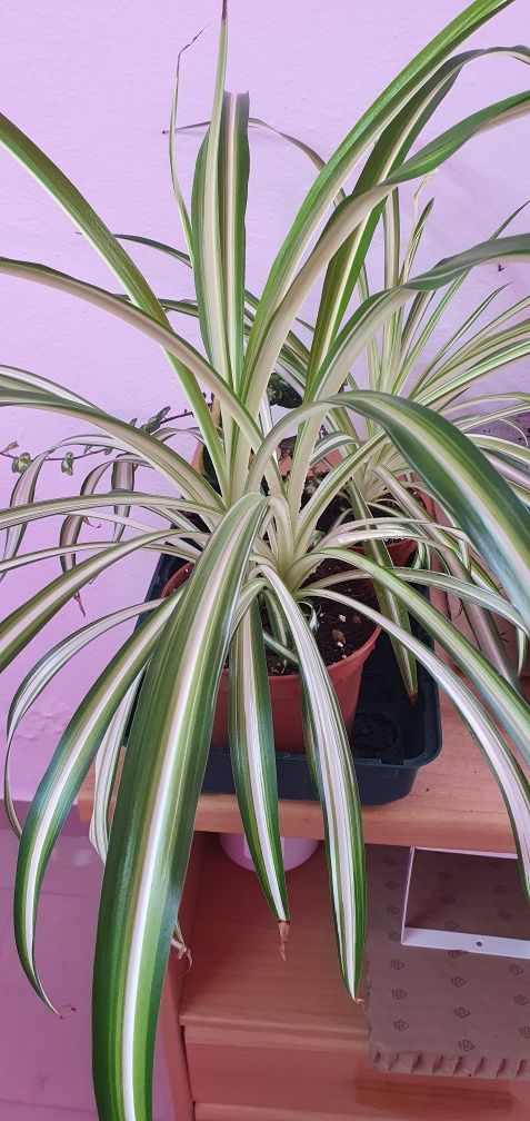 Planta aranha ou Chlorophytum