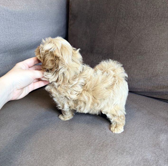 ‼️Мини микро мальчик мальчипу ф1‼️‼️міні мікро хлопчик мальтіпу f1