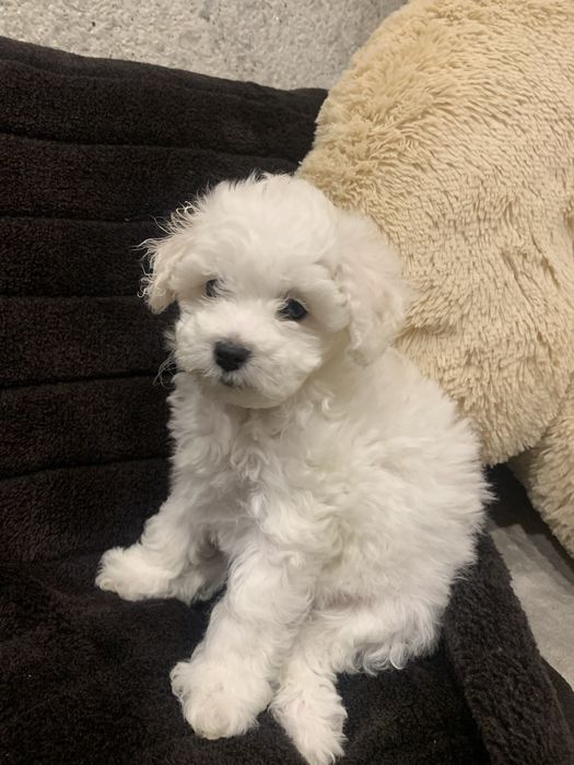 Собачки Бішон Фрізе