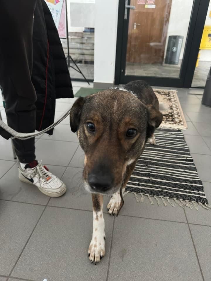 Pies znaleziony w Sopot brązowo biały