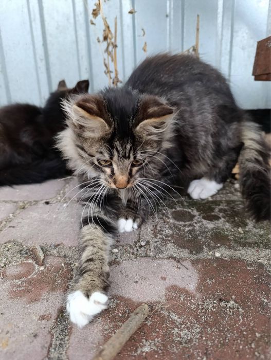 Безкоштовно в гарні руки смугасте кошеня з білою грудкою