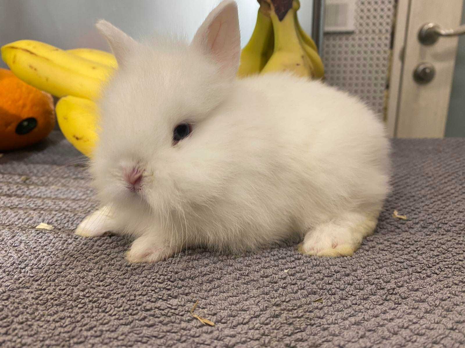 Белый карликовый кролик - ручные белоснежные крольчата