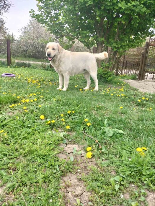 Вязка Лабрадора(Лабрадор)