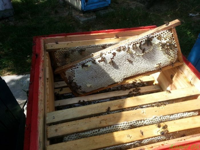 Matki pszczele nieunasiennione , Nieska/Alpejka/Sklenar/Hinderhofer