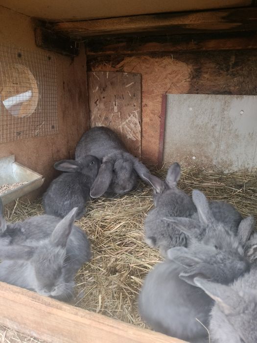 Samica barana francuskiego z całym miotem.