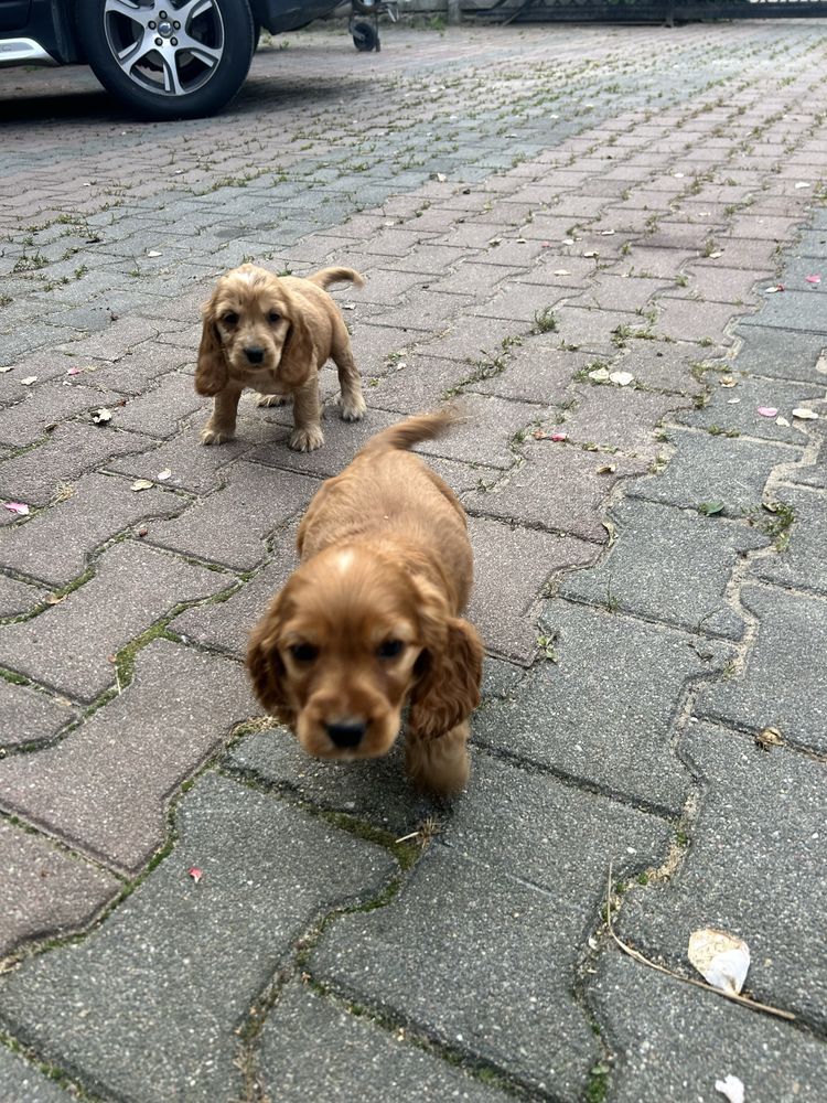 Szczeniaki Cocker Spaniel