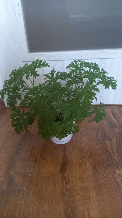 Kwiat geranium  zwany cytrynką