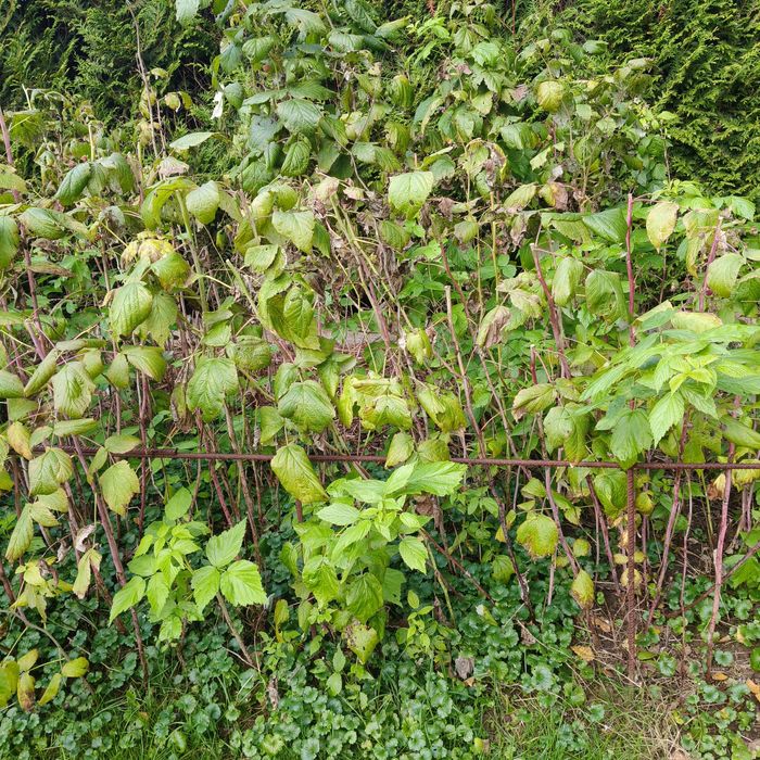 Maliny owocują do jesieni