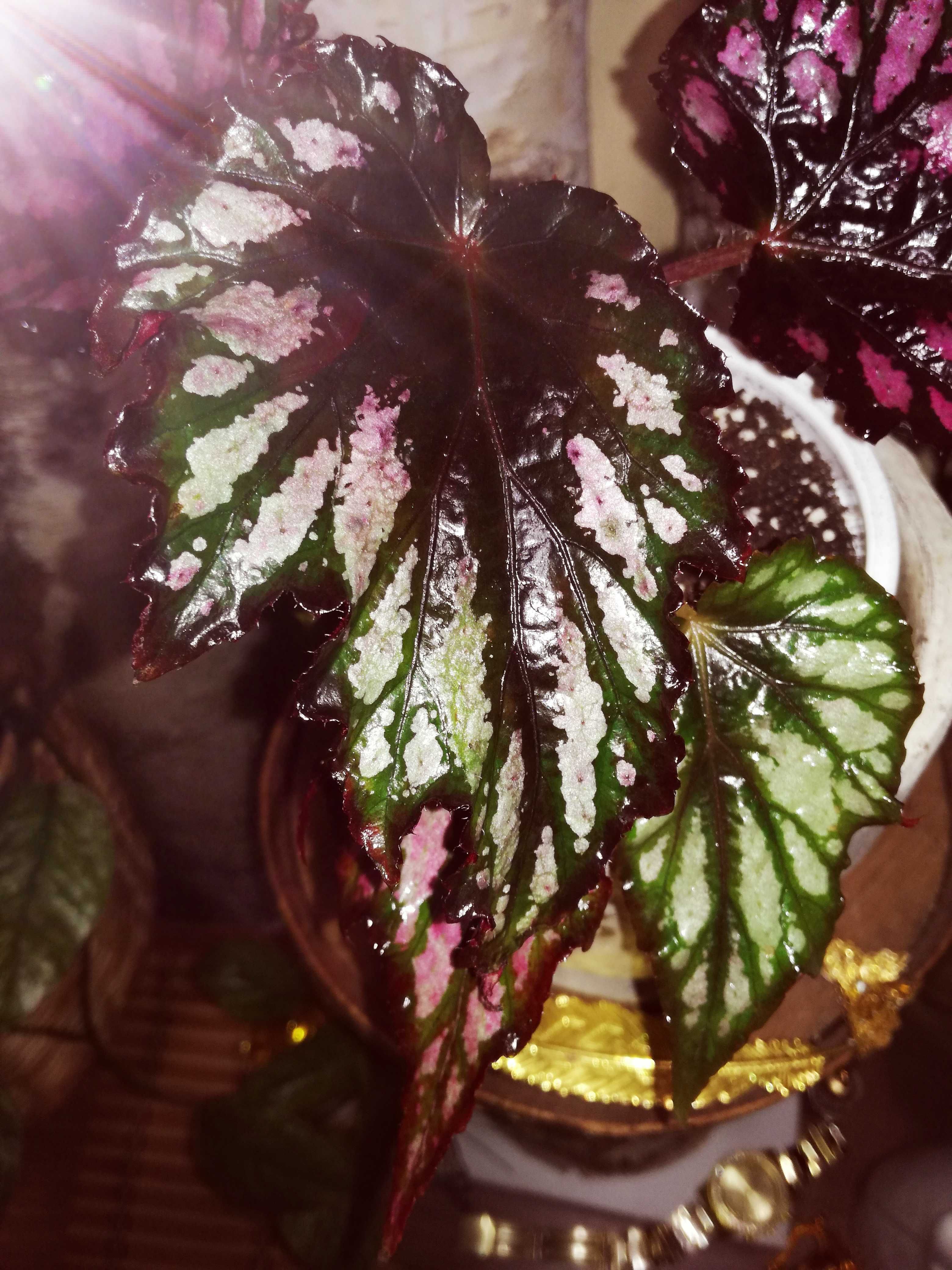 Begonia sp. NOID pink violet black gwiezdna UFO monstera philodendron