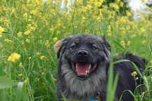 Do adopcji! Uroczy Meksyk!
