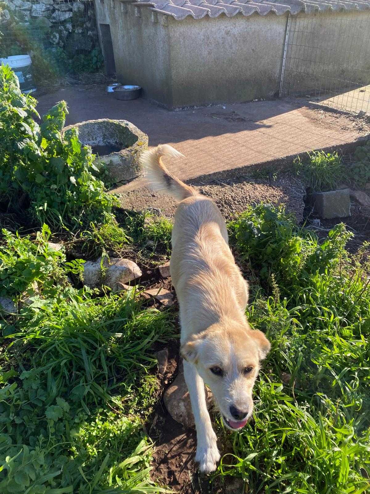 Cachorrinhas para adoção porte médio