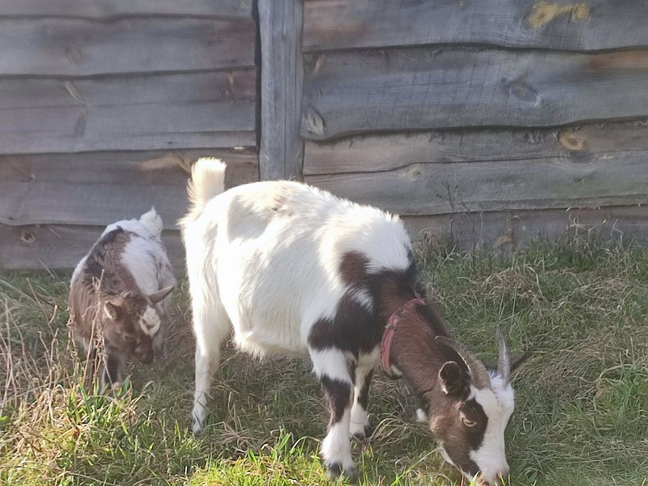 Карликовіі міні кози