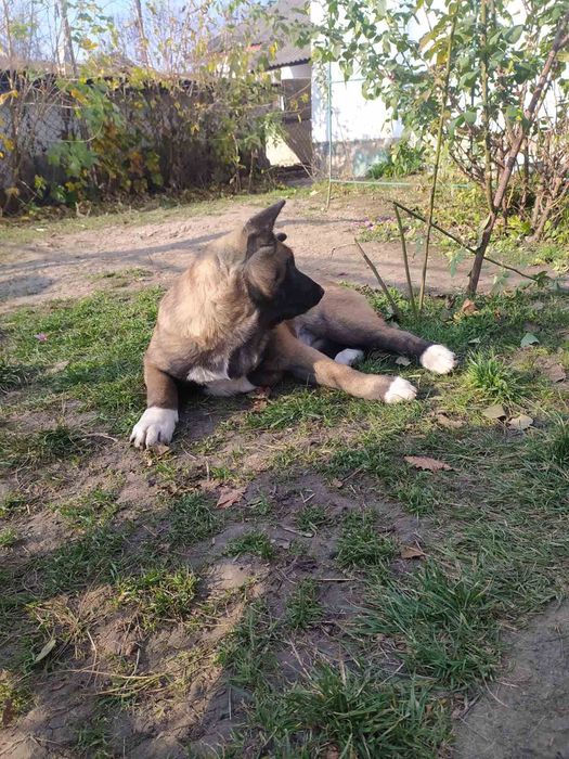 Американская Акита