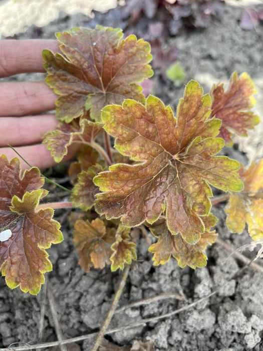 Гейхери .Гейхера