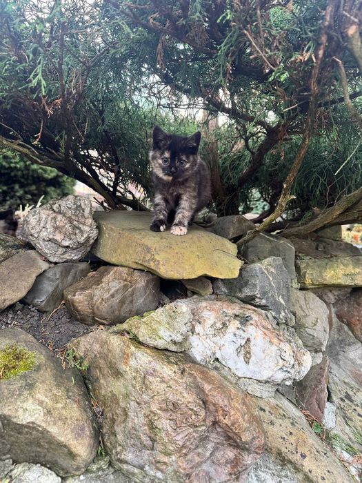 Віддам котиків в добрі руки