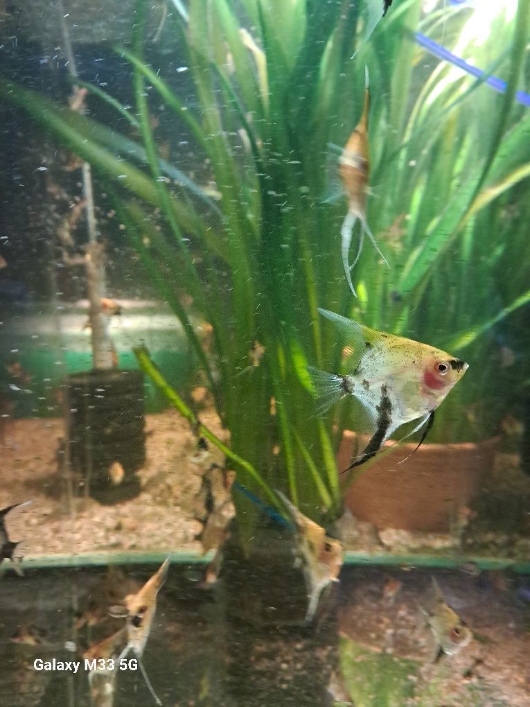 Skalar koi red devil