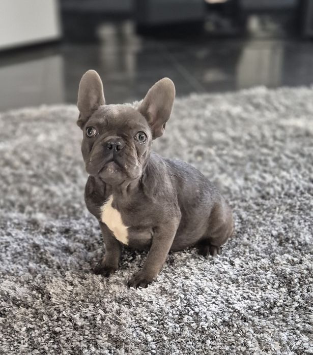 Buldog francuski  suczka