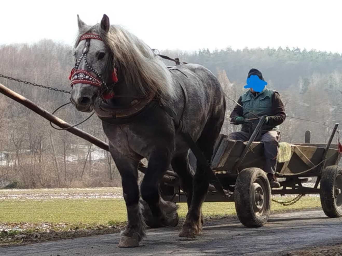 Sprzedam deresia na 4 roku