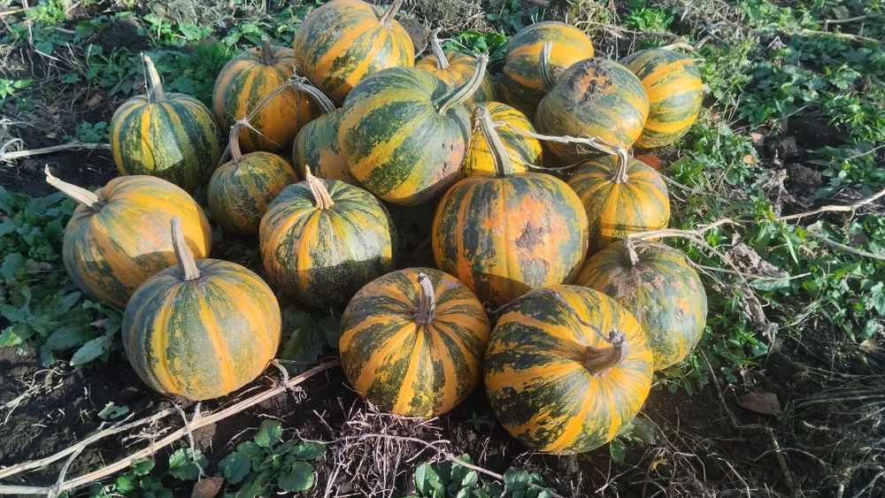 Продам насіння гарбуза (голонасінне)