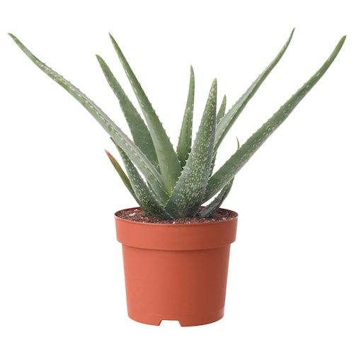 Aloe vera, planta medicinal