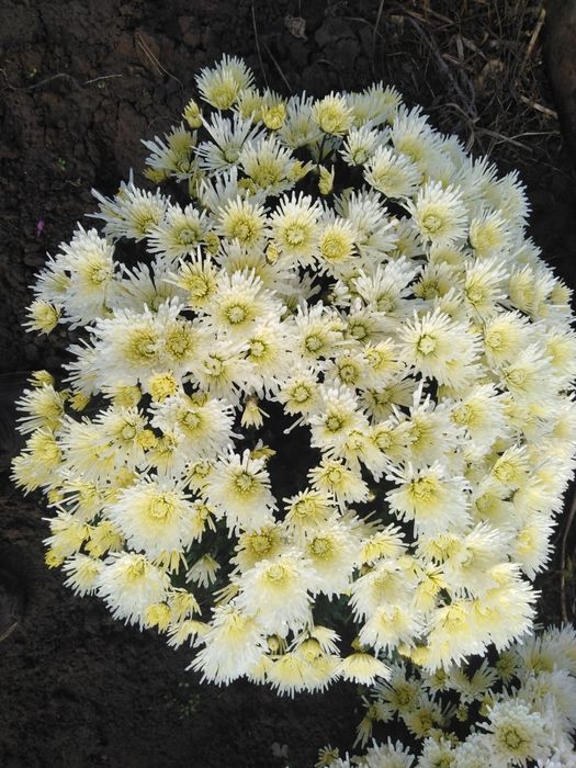 Chryzantemy wielko i drobno kwiatowe