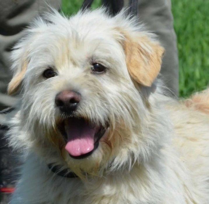 Mały kudłacz Oskar - piesek z kocim charakterkiem ADOPCJA