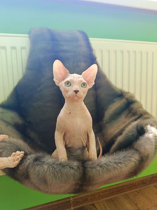 Канадський сфінкс  хлопчик