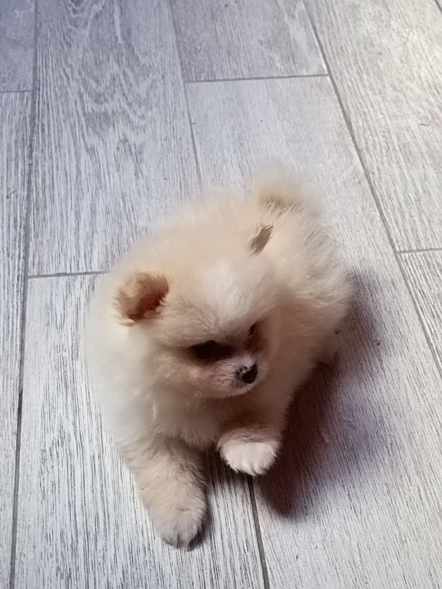 Pomeranian piesek boo