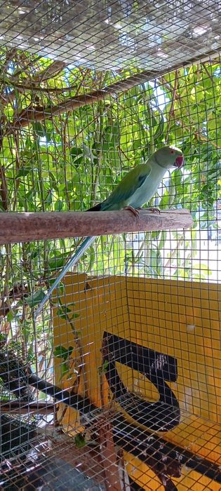 1 femea ring neck reprodutores