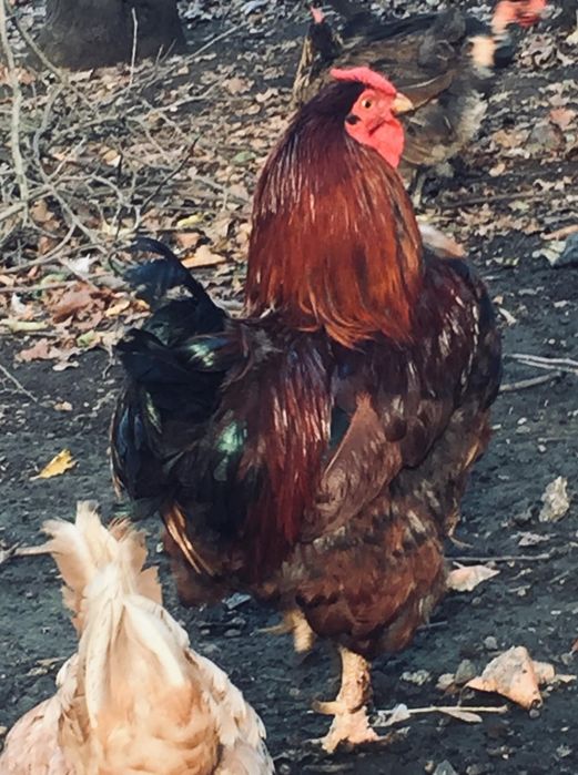 Продам петухов вместе 3шт. или по одному