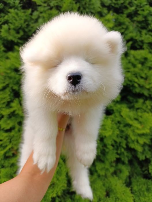 Samoyed - ostatnia!