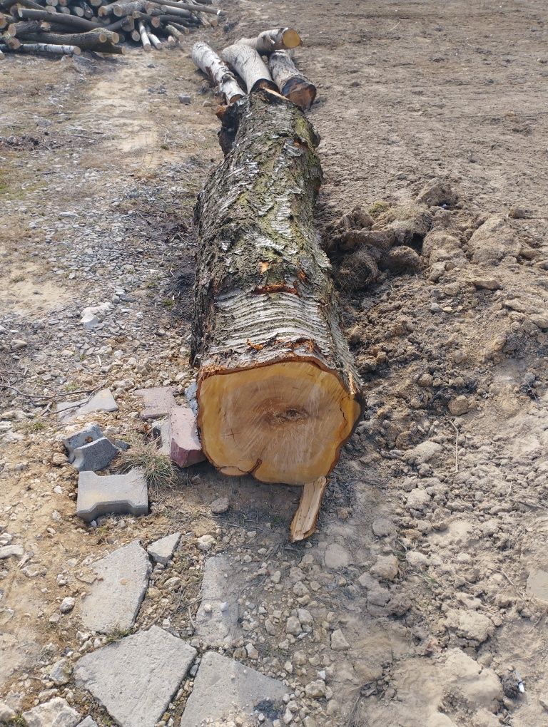 Pień  czereśni sprzedam