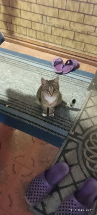 Две стилиризованные сестрички ищут дом один на двоих.