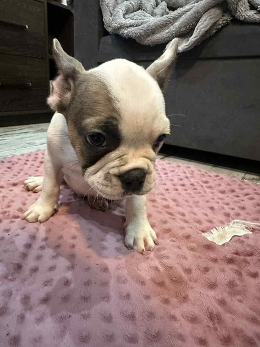 Buldog francuski piesek