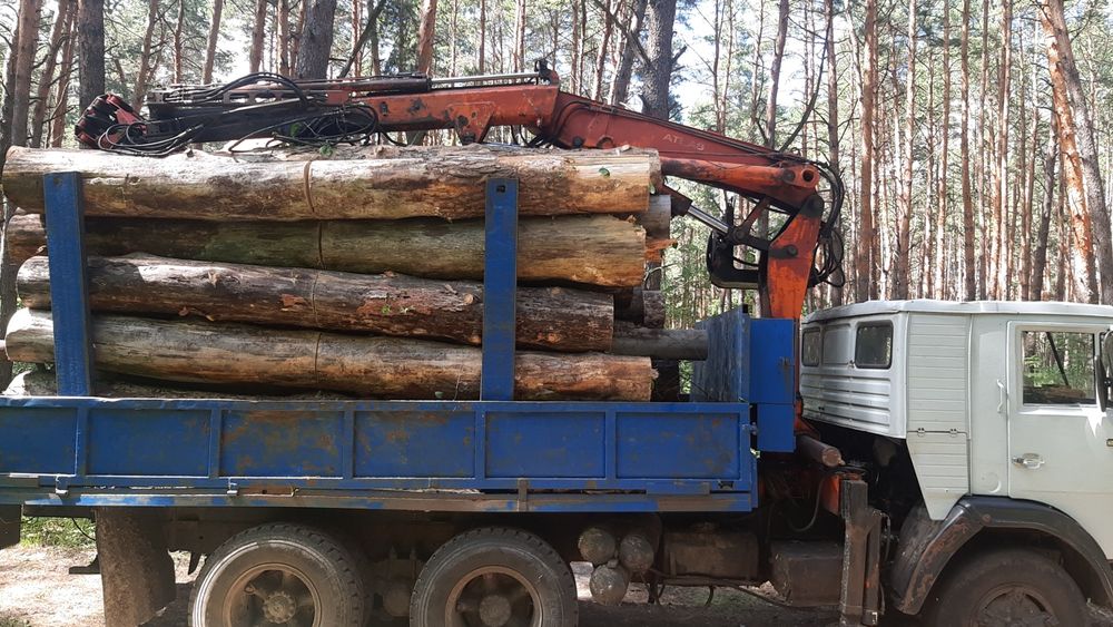 Продам дрова сосна чуркой, колоди. Робота бензопилой.