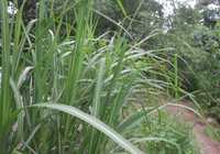 Miskant olbrzymi sadzonki kłącza Miscanthus Giganteus