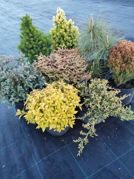 kulka danika, tuja danica, tawuła, jałowce płożące, krzewy ozdobne