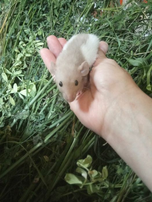 Криски добрі та лагідні білі чорні сфінкс криса доставка щурик клітк