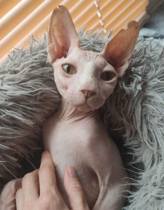 Розовый котик-красавчик с жёлтыми глазками.Гарик, возраст 5+ лет.