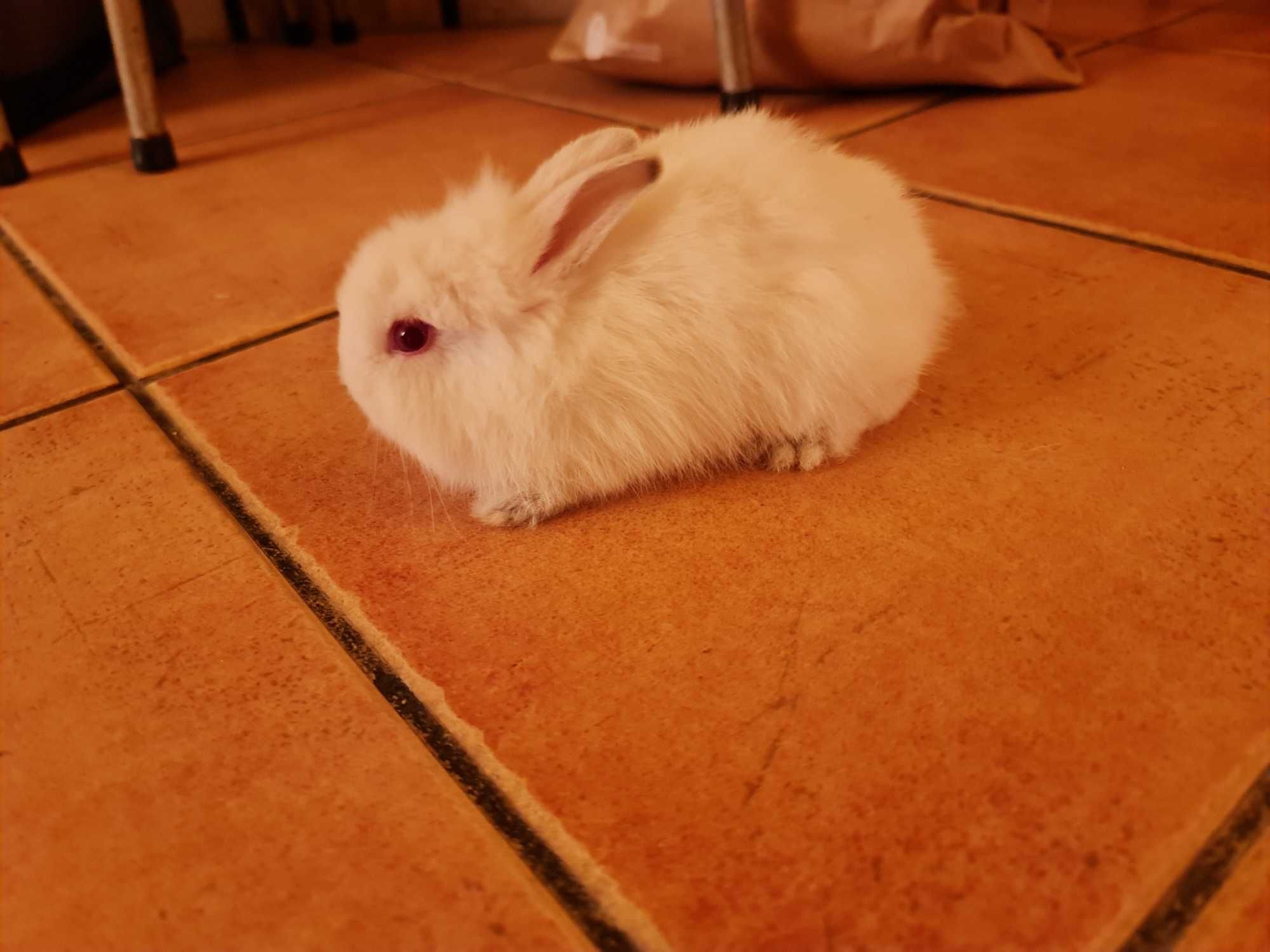 Coelhinhos de estimação