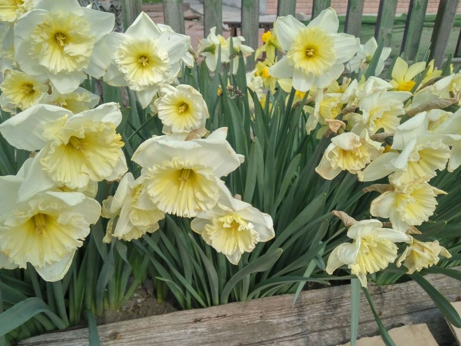 Нарциссы цветы и луковицы белые и желтые