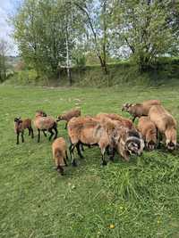 Owce,barany kameruńskie