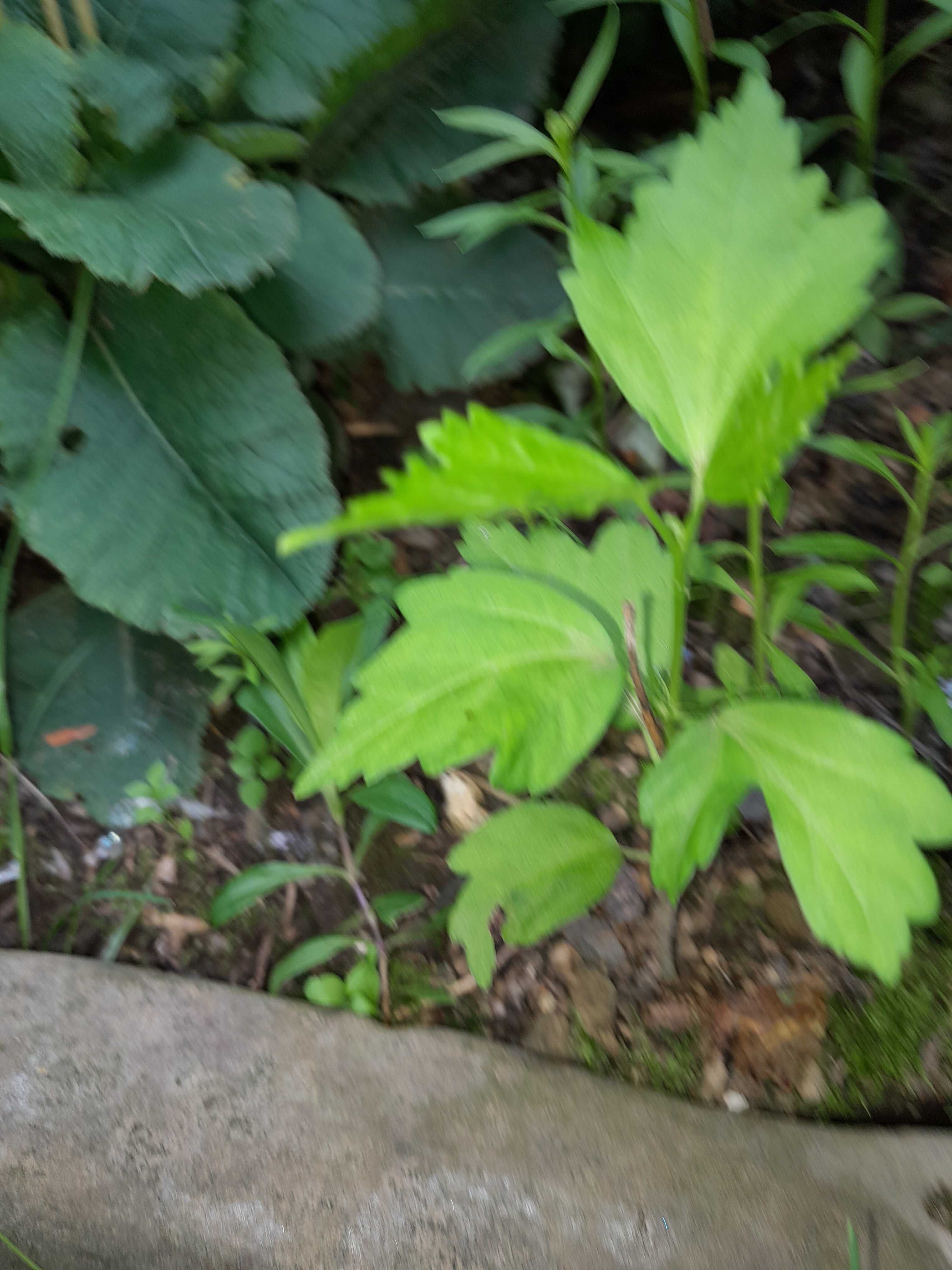Ketmia hibiskus japoński